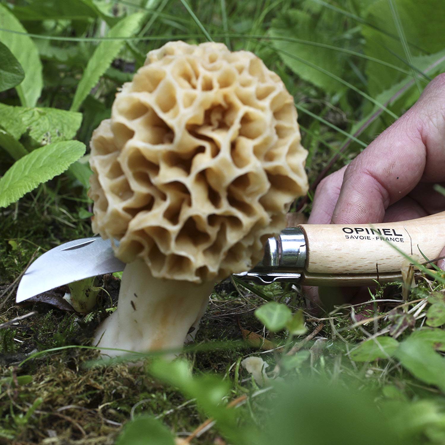 opinel-pilzmesser-n-8-gebogene-klinge-sandvik-stahl-eichenholzgriff-wildschweinb image 7