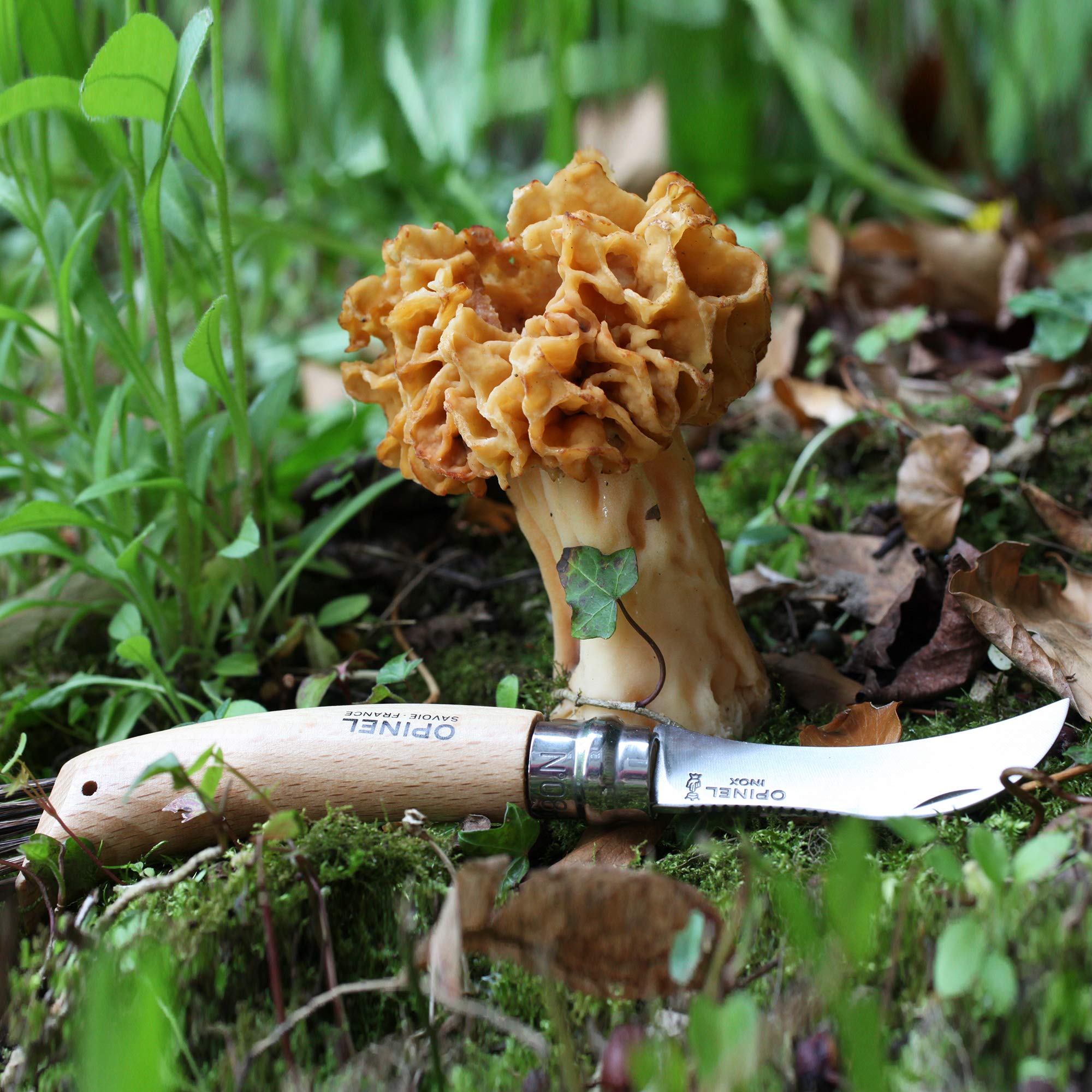 opinel-pilzmesser-sandvik-stahl-buchenholz-wildschweinborsten-b-rste image 5